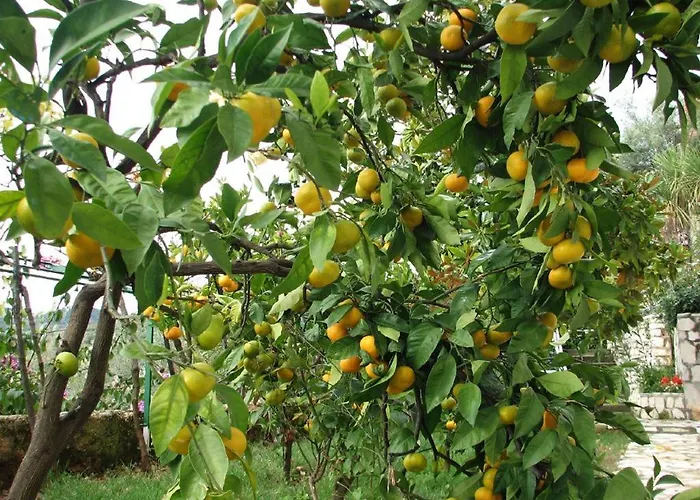 Magnolia 아파트 *